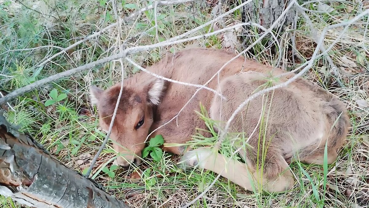     Источник: Радий Хабиров/Telegram