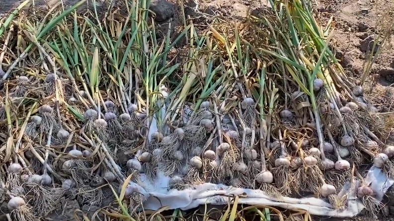 После извлечения головок из грунта, раскладываю на грядке.