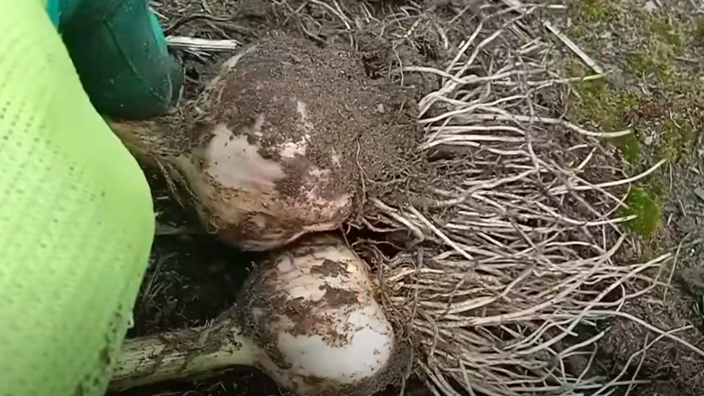 Каждый аграрий имеет в своей копилке определенные способы ухода за культурами, которых он всегда придерживается. 