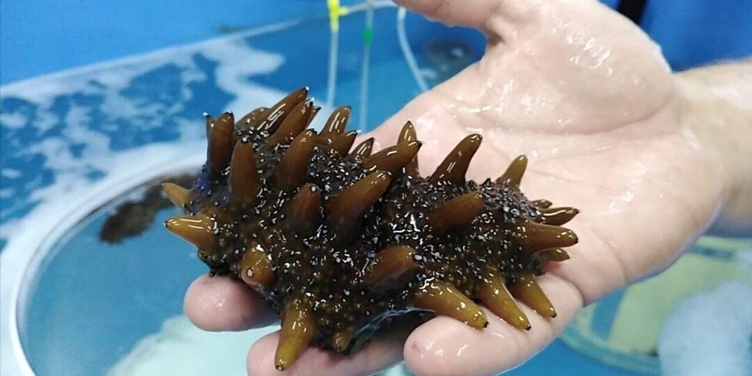 Будущее трепанга в России