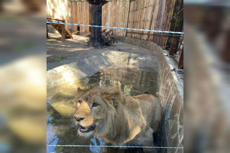    Львенок Цезарь, спасенный от контрабанды в Оренбуржье, перебрался в новый большой вольер Андрей Севостьянов