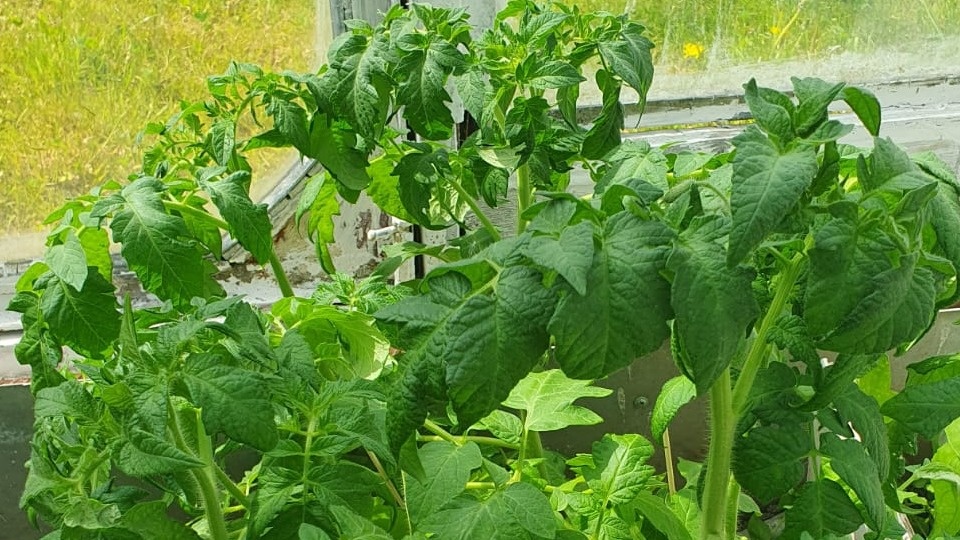 Много лет подряд оказывал себе медвежью услугу – вроде бы кормил томаты правильно, а урожая не было.