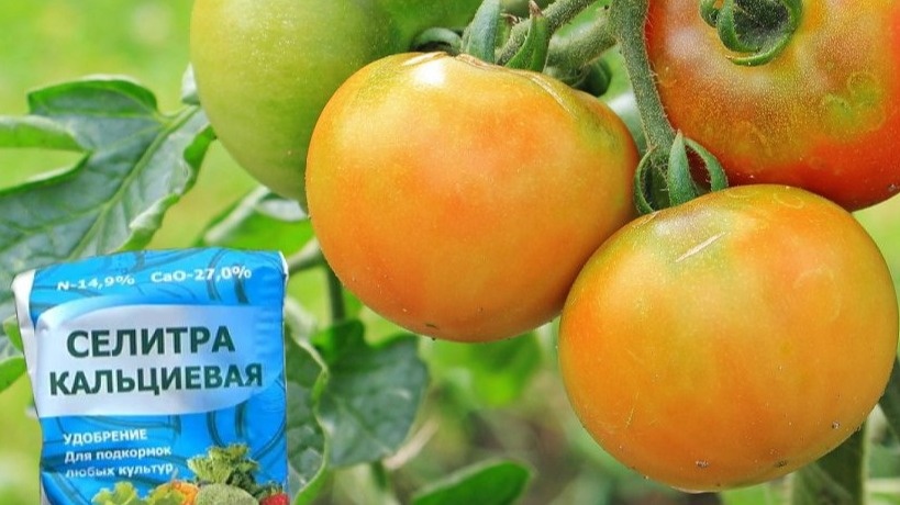 Это удобрение – кальциевая селитра. Все не так и плохо на первый взгляд. Действительно, кальций находится в доступной для растений форме.