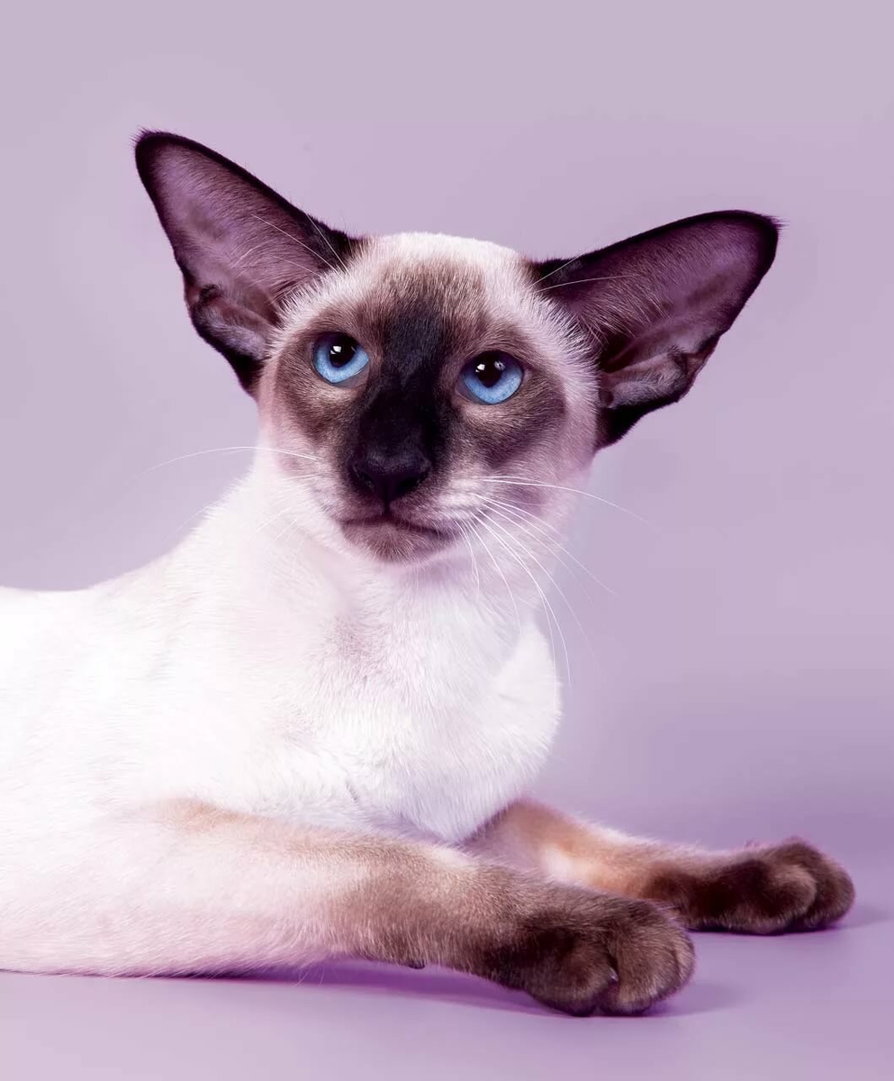 Фото взято с сайта https://koshka.top/12276-rasprostranennye-porody-koshek.html