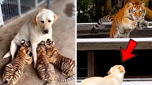 Собака вырастила трёх маленьких Тигрят, но годы спустя произошло то, что шокировало всех!!