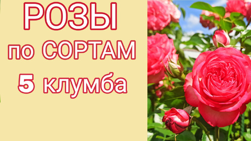 Розы по сортам. 5 клумба