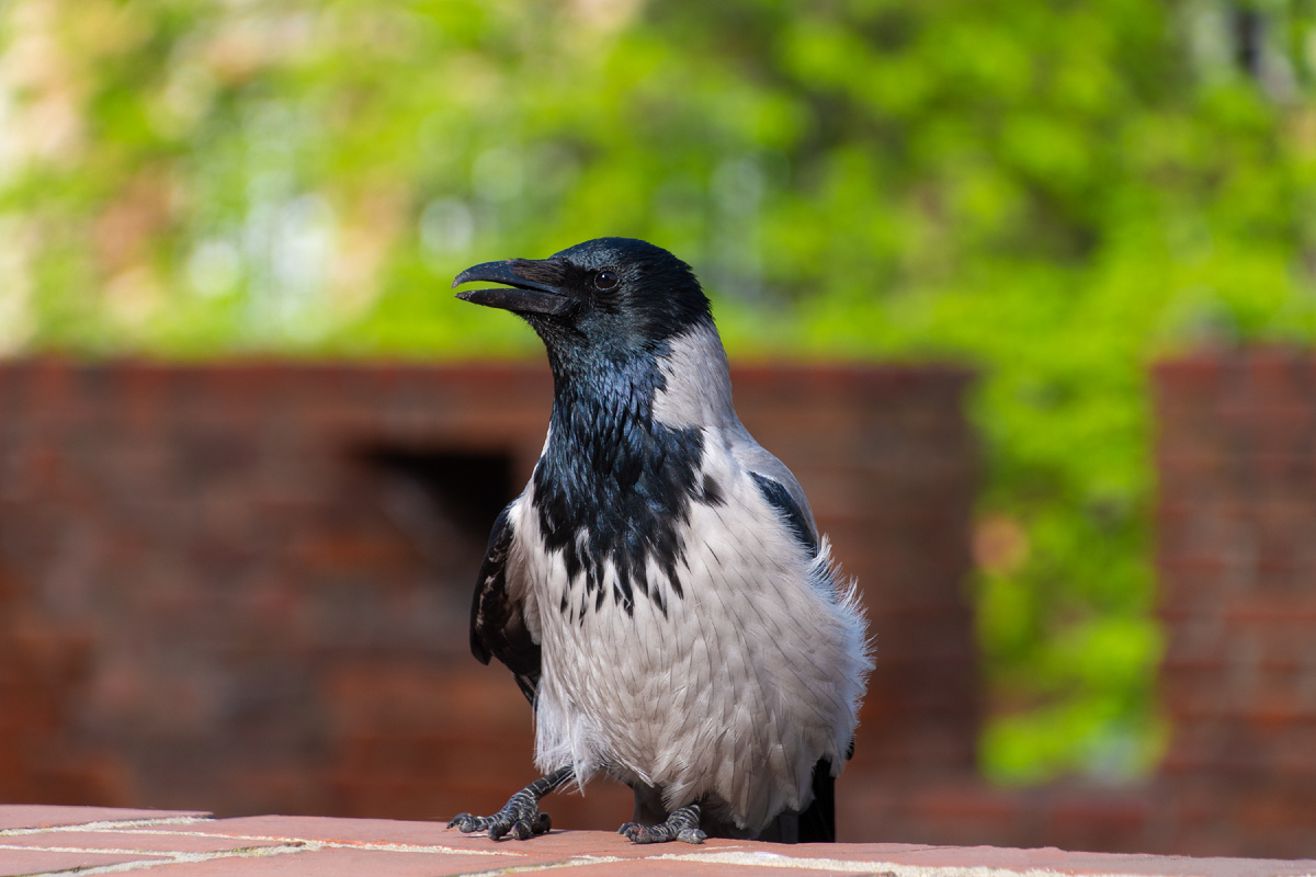 РБК Life сообщает, что учёные  узнали о способности воронов изготавливать предметы по памяти. Речь идёт о серых воронах (сorvus cornix), которые имеют представление о цвете и размере.