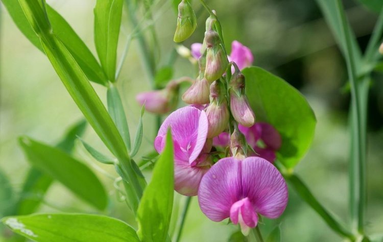    Для биозащиты вики посевной от антракноза ученые определили консорциум полезных микроорганизмов