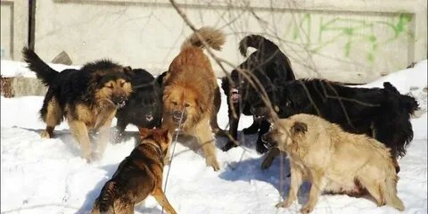 Россия и Запад