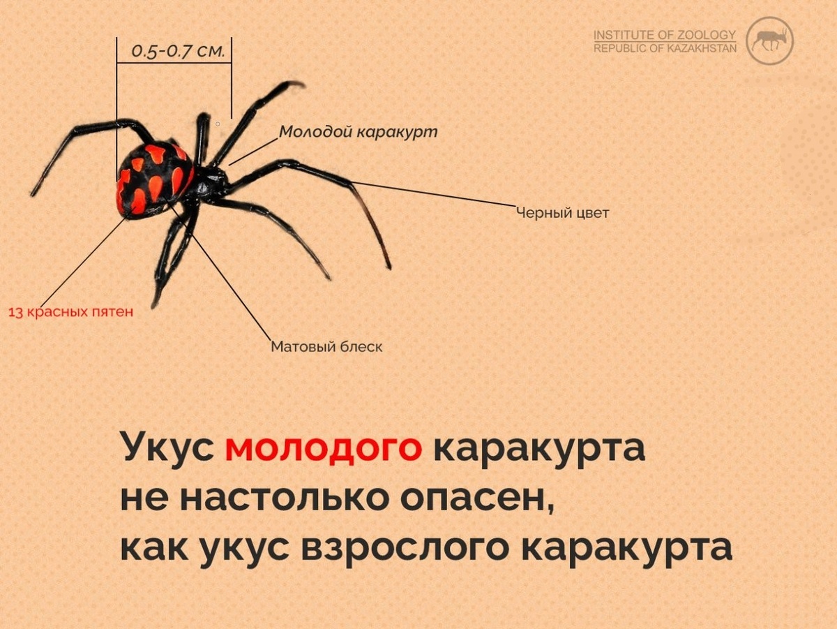 Самцы каракурта пятнистые всю жизнь. Самки с пятнами — только молодые. С наступлением половозрелости они теряют пятнистый рисунок на брюшке и становятся матово-чёрными. Иллюстрация Института зоологии Республики Казахстан. 