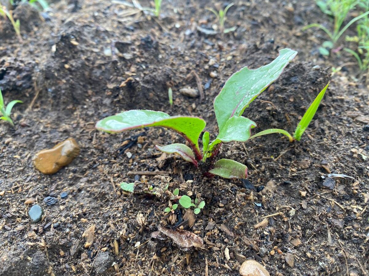 На неплодородных почвах свекла растет и развивается хуже