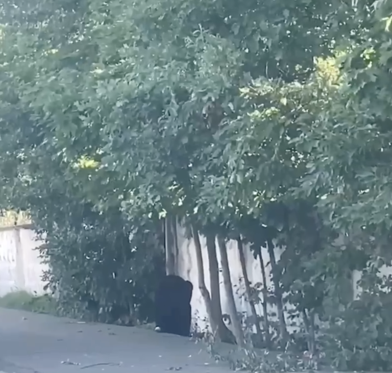    Скриншот из видео: t.me/dagestanblog