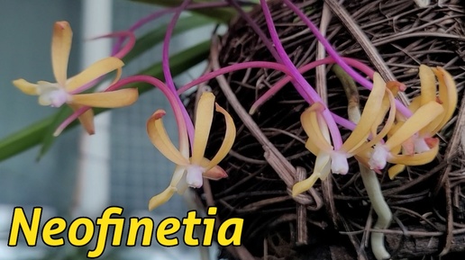 Neofinetia сезонное цветение.