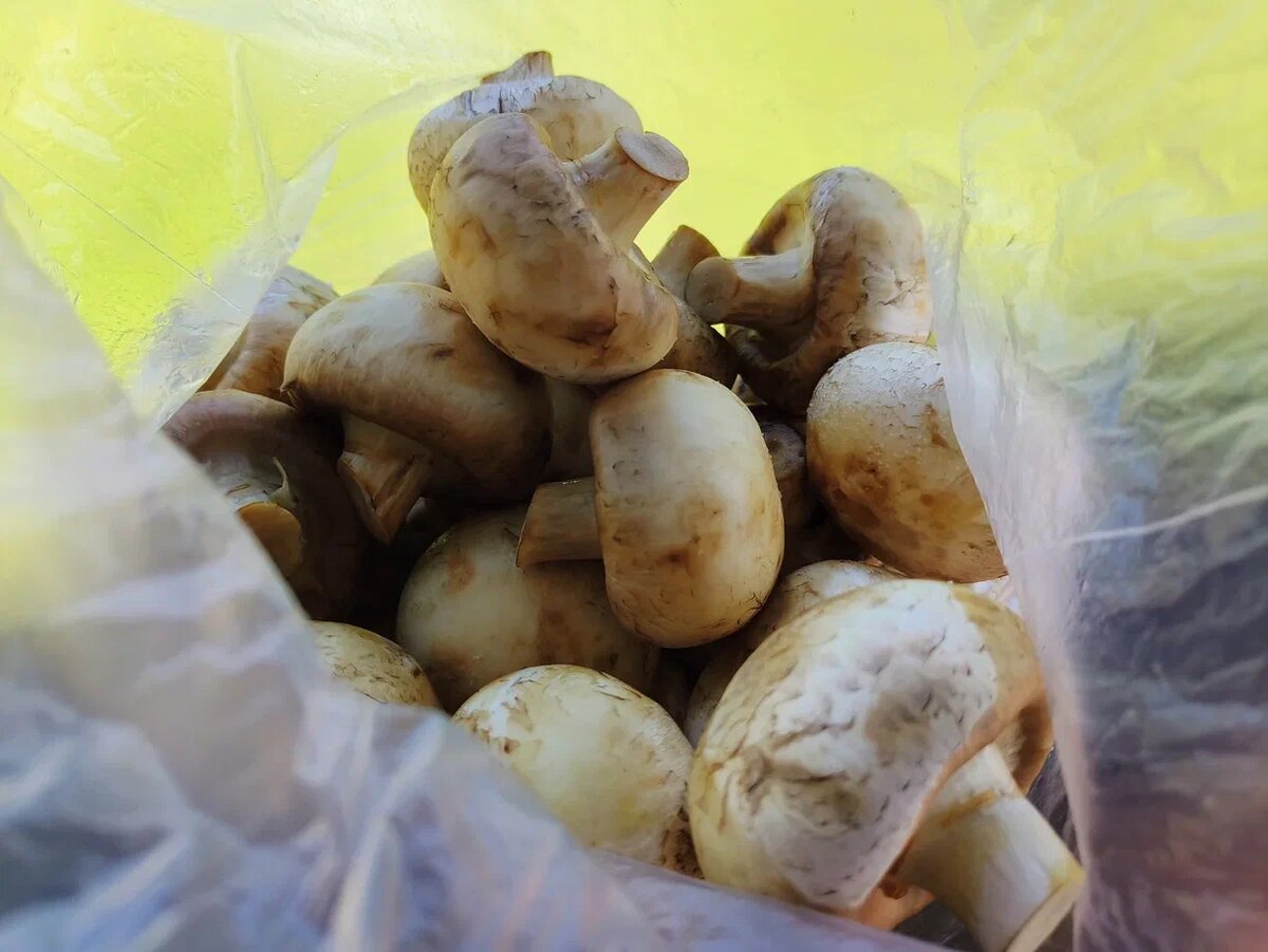 Чтобы шампиньоны на мангале были сочными, нужно их замариновать в растительном масле. Фото Светы Давыдовой