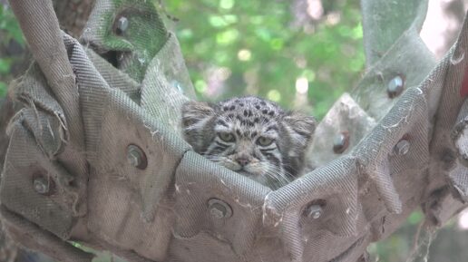 Котенок манула Евы на высоте. 07.07.2024