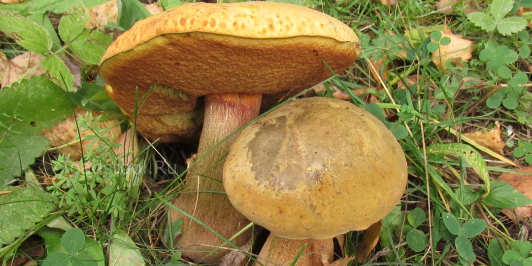 "Факир был пьян, и фокус не удался". Худший грибной кошмар наяву!