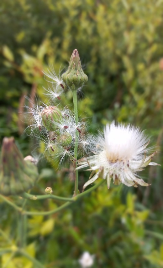 Денюшки мои как пушинки на ветру, фух и нет их 🤣