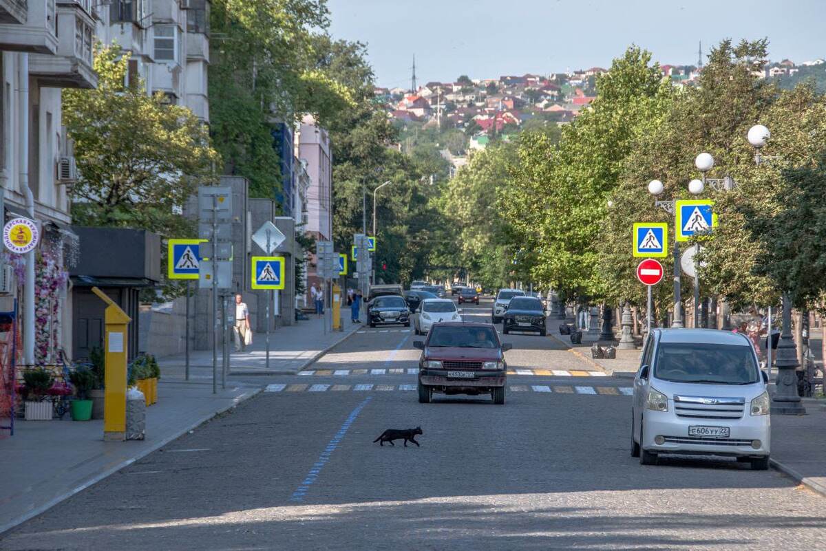 И не бояться черных кошек!