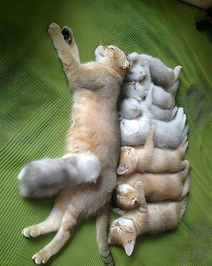 Кошка-мама и её многочисленное потомство.