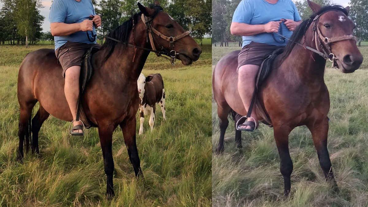    В Курской области ищут пропавшую лошадь