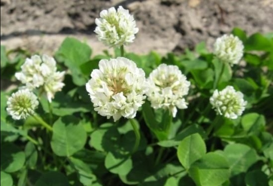 Белый клевер .