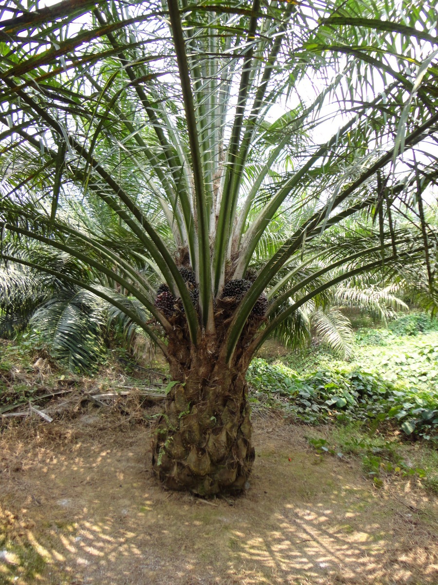 Масличная пальма, Elaeis guineensis(греч.) - маслина гвинейская. 