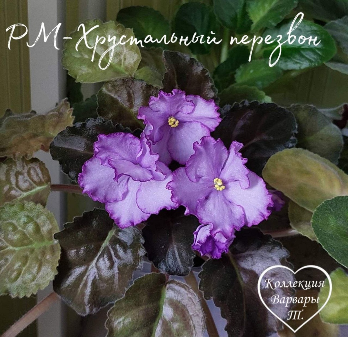 РМ-Хрустальный перезвон. Листайте дальше 👉👉👉