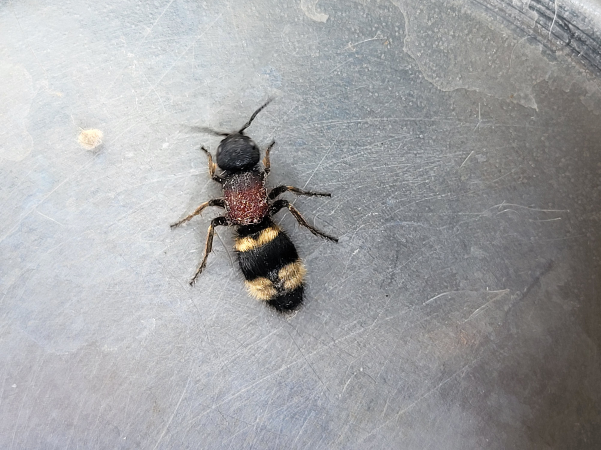 Бескрылое чудо длиной 1,5 см на фото – это самка немки европейской... четвёртая за два дня...