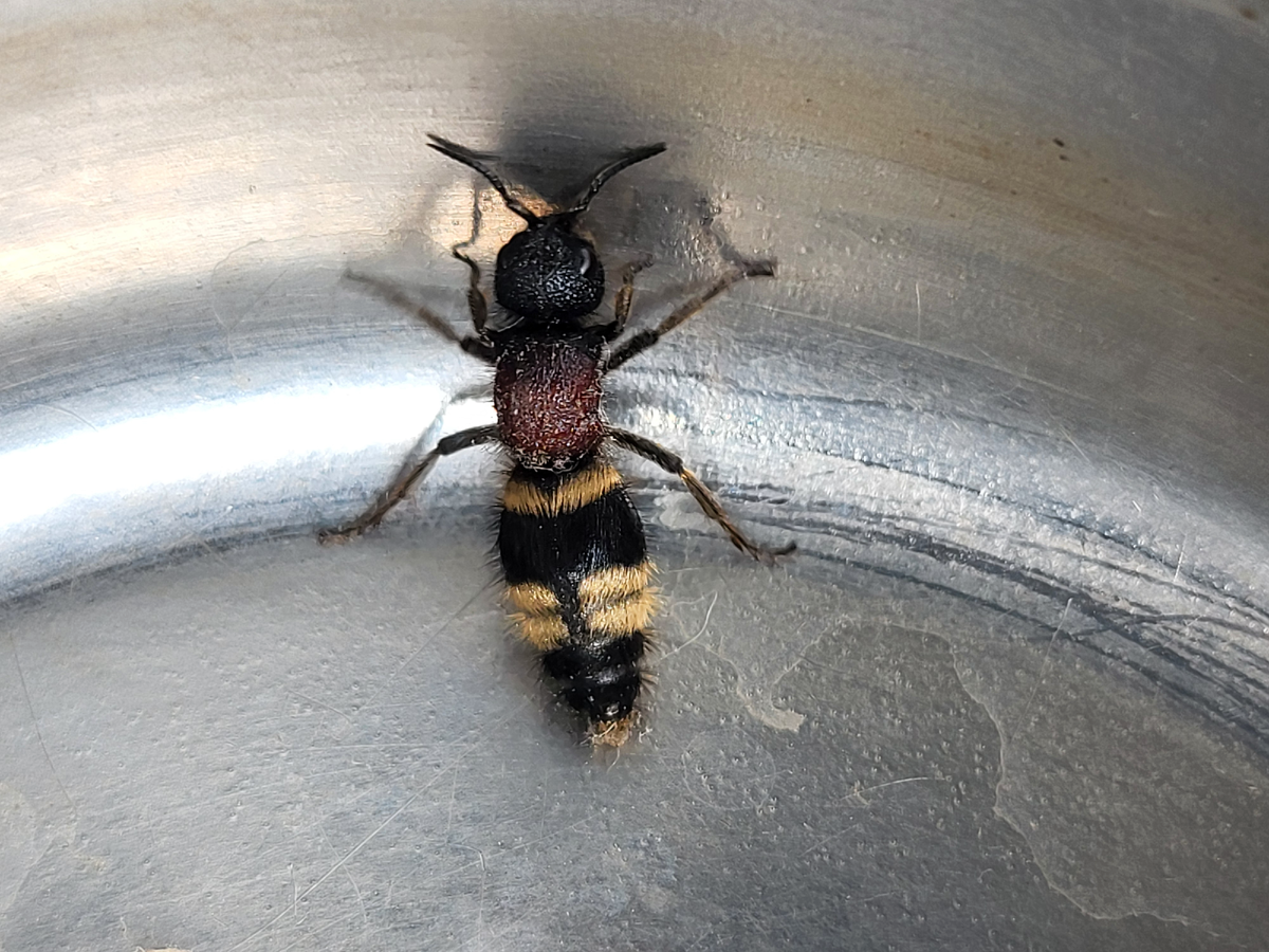 Самка бархатного муравья. В статье использованы фото автора 