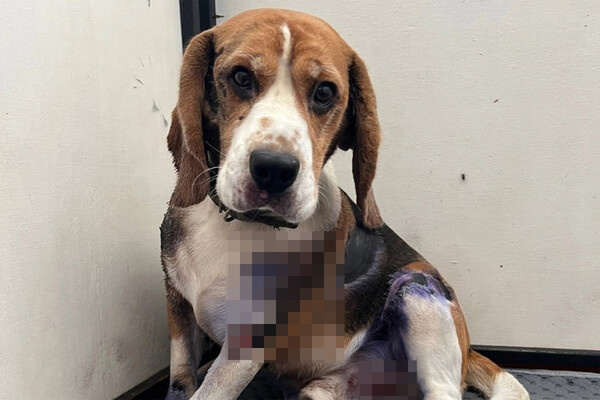 Телеграм-канал «SHOT»  📷