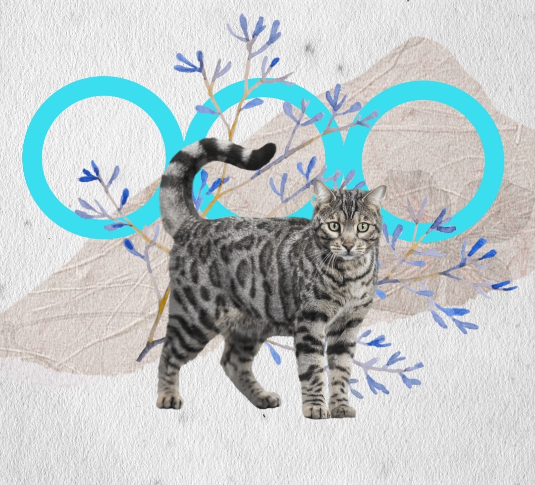 Коллаж автора, созданный в приложении 