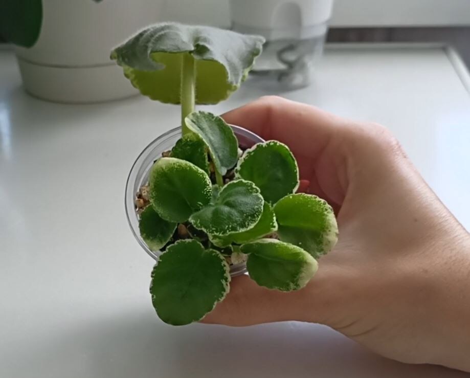 Детки наросли, собираюсь рассаживать