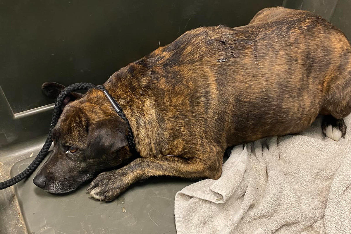 Giles County Animal Shelter / Facebook (входит в корпорацию Meta, признана экстремистской и запрещена в России)📷Спасенная из пещеры собака, названная «живым чудом», начинает выздоравливать и ждет новых хозяев