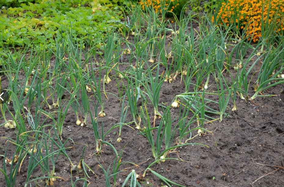 Правда, если лук посажен очень редко, то могут быть в жару проблемы. Если сажать чаще, то он друг друга закрывает, и не так страдает от засухи. Я сажаю чаще