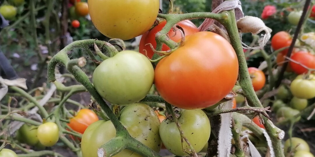 Уход за томатами в июле: поливы, подкормки, формирование