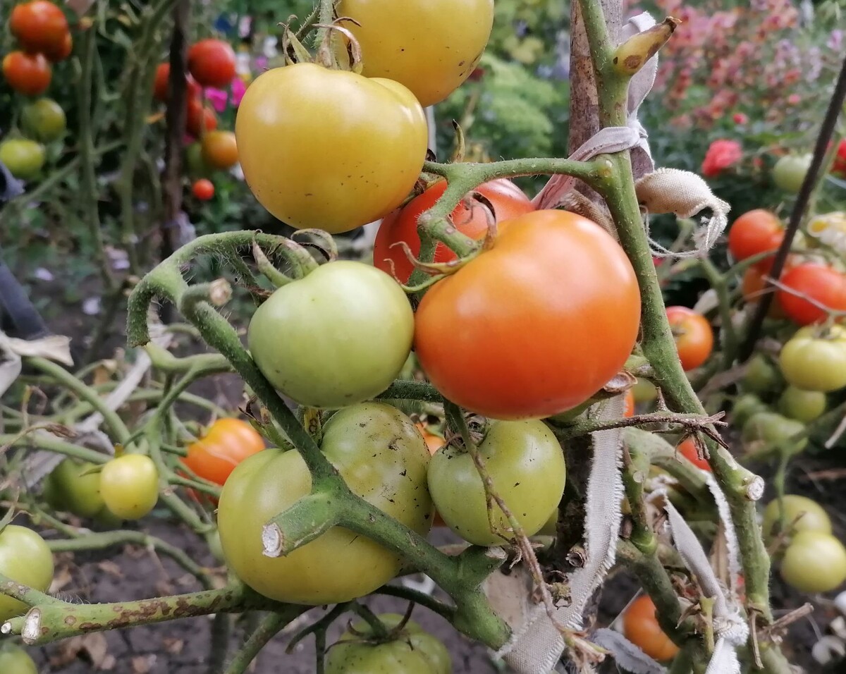 В июле томаты активно цветут и завязывают плоды. В это время им все еще нужны поливы и подкормки, но делать это нужно осторожно.