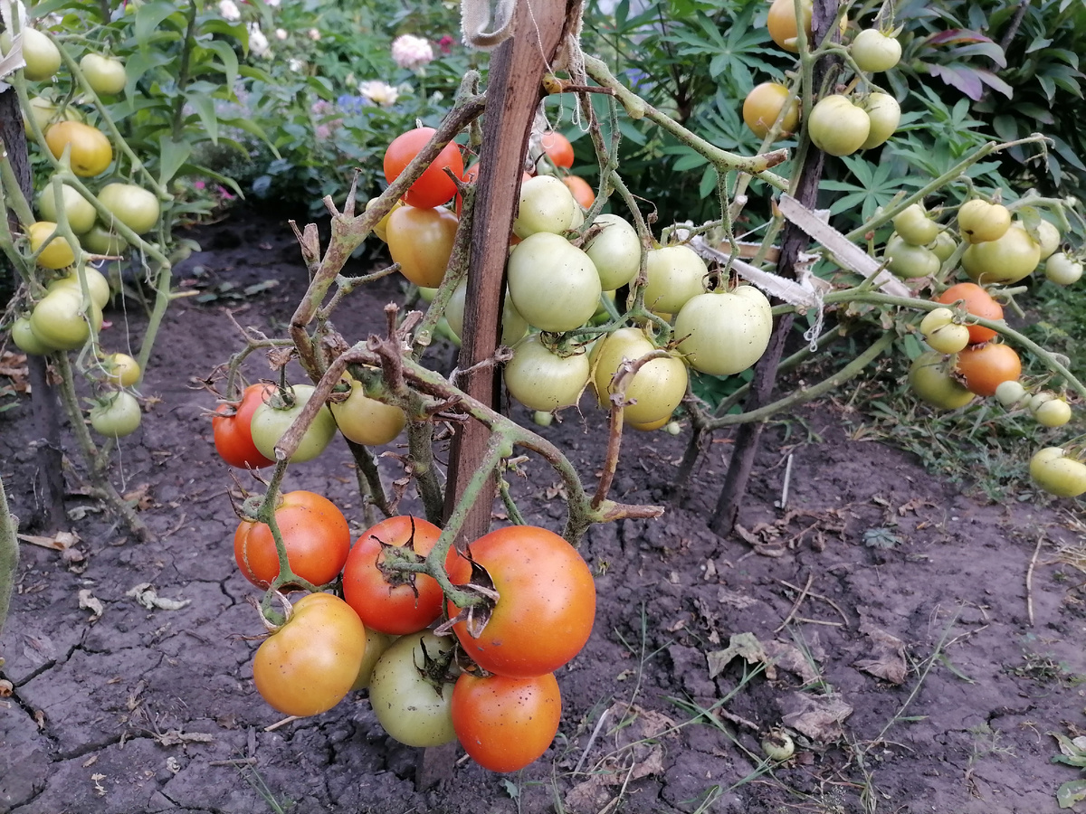 В июле томаты активно цветут и завязывают плоды. В это время им все еще нужны поливы и подкормки, но делать это нужно осторожно.-2