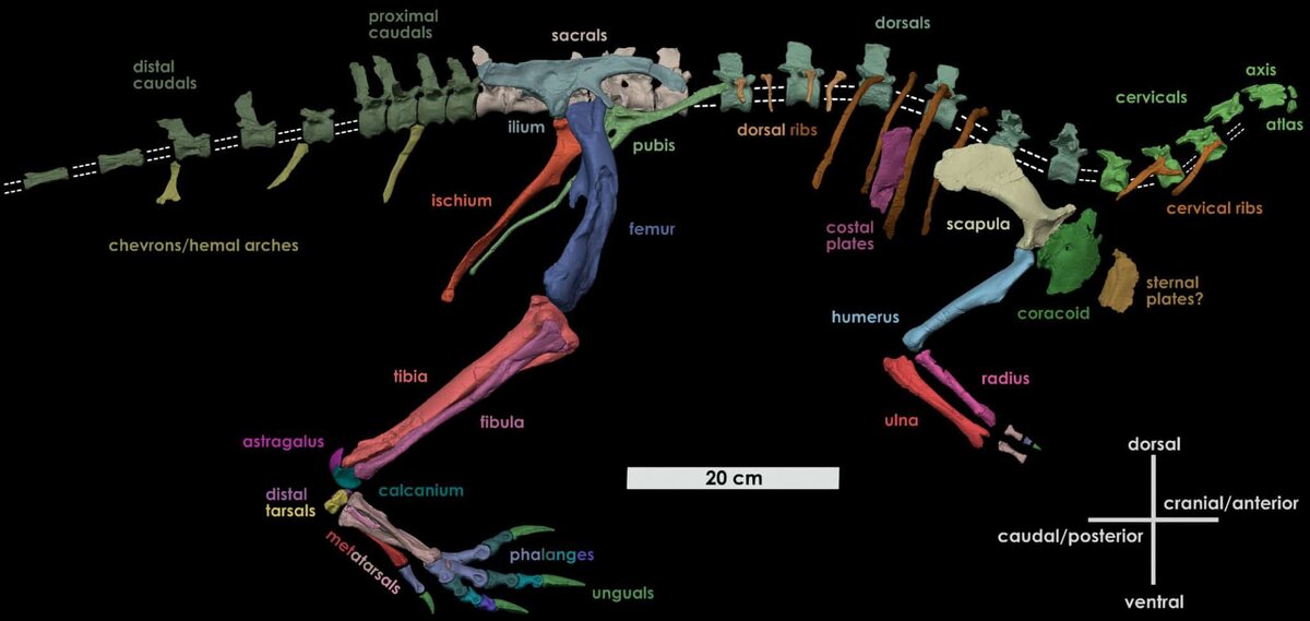    Реконструкция скелета (без черепа) динозавра Fona herzogae / © Avrahami H. M. et al., 2024, The Anatomical Record