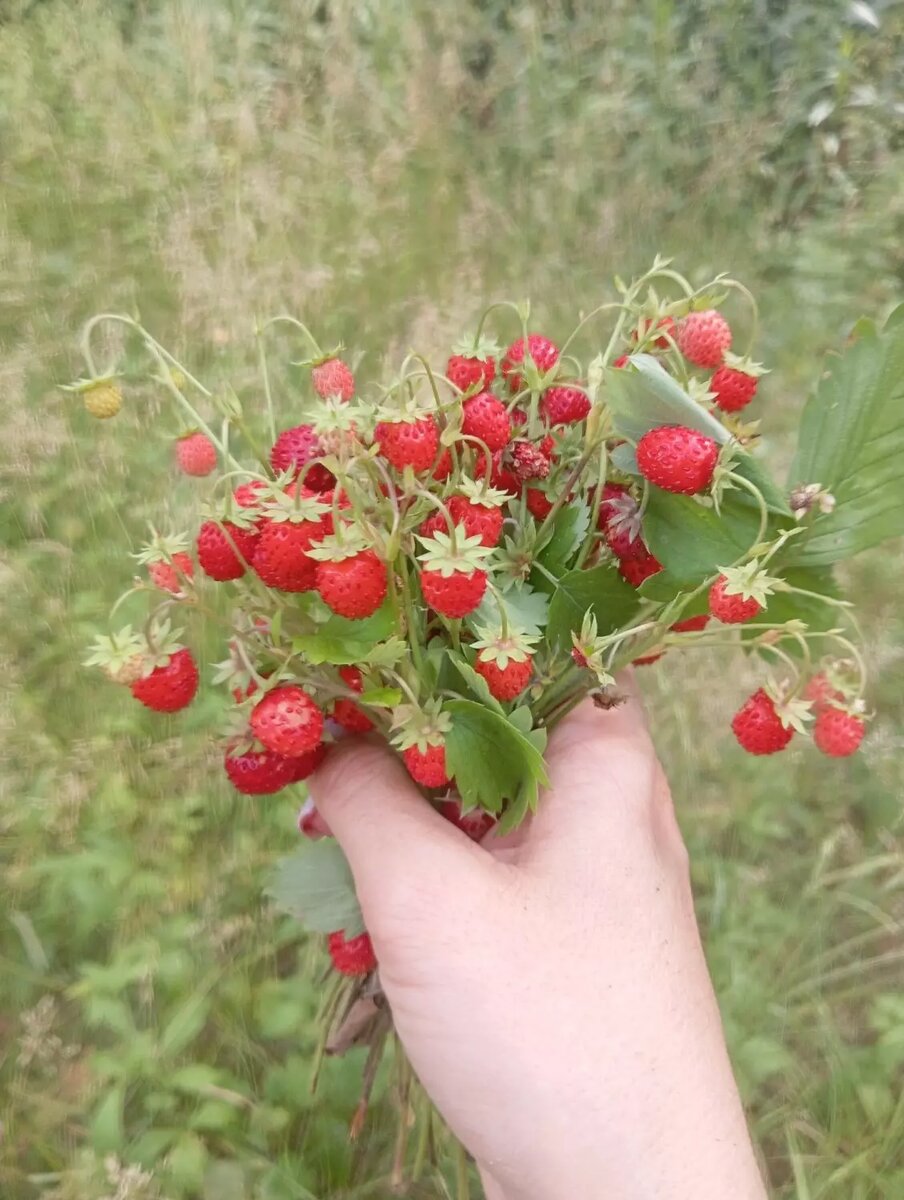     Источник: паблик «Грибы Екатеринбурга и Свердловской области/Happy day