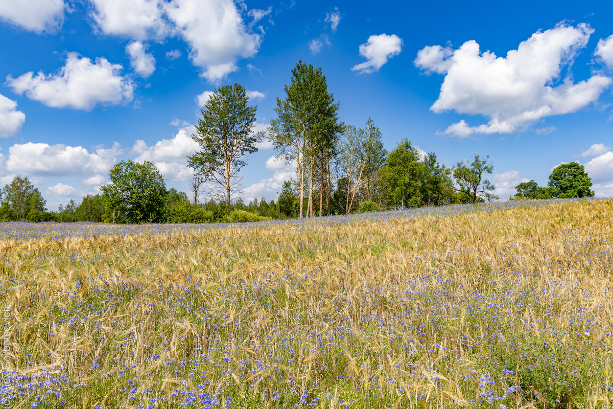 Беларусь глазами бегущего