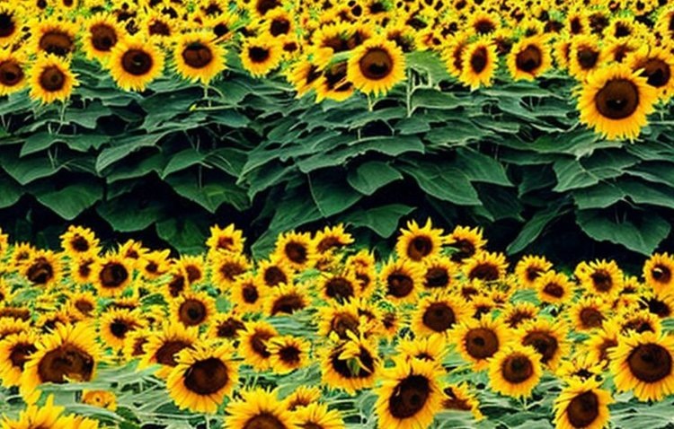    Клопы угрожают подсолнечнику в Краснодарском крае