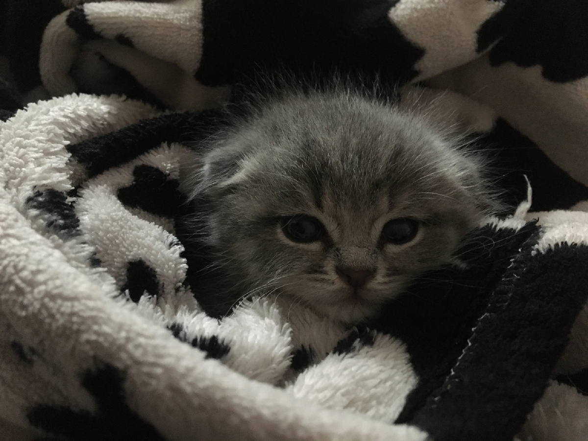 ( мой котёнок) 