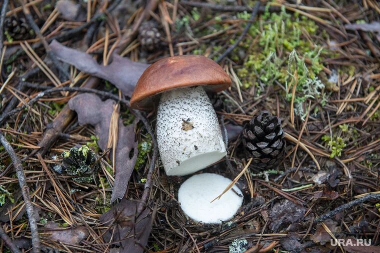 Ученые считают, что некоторые грибы имеют особые соединения, способные подавлять раковые клетки. Фото: Сергей Русанов © URA.RU