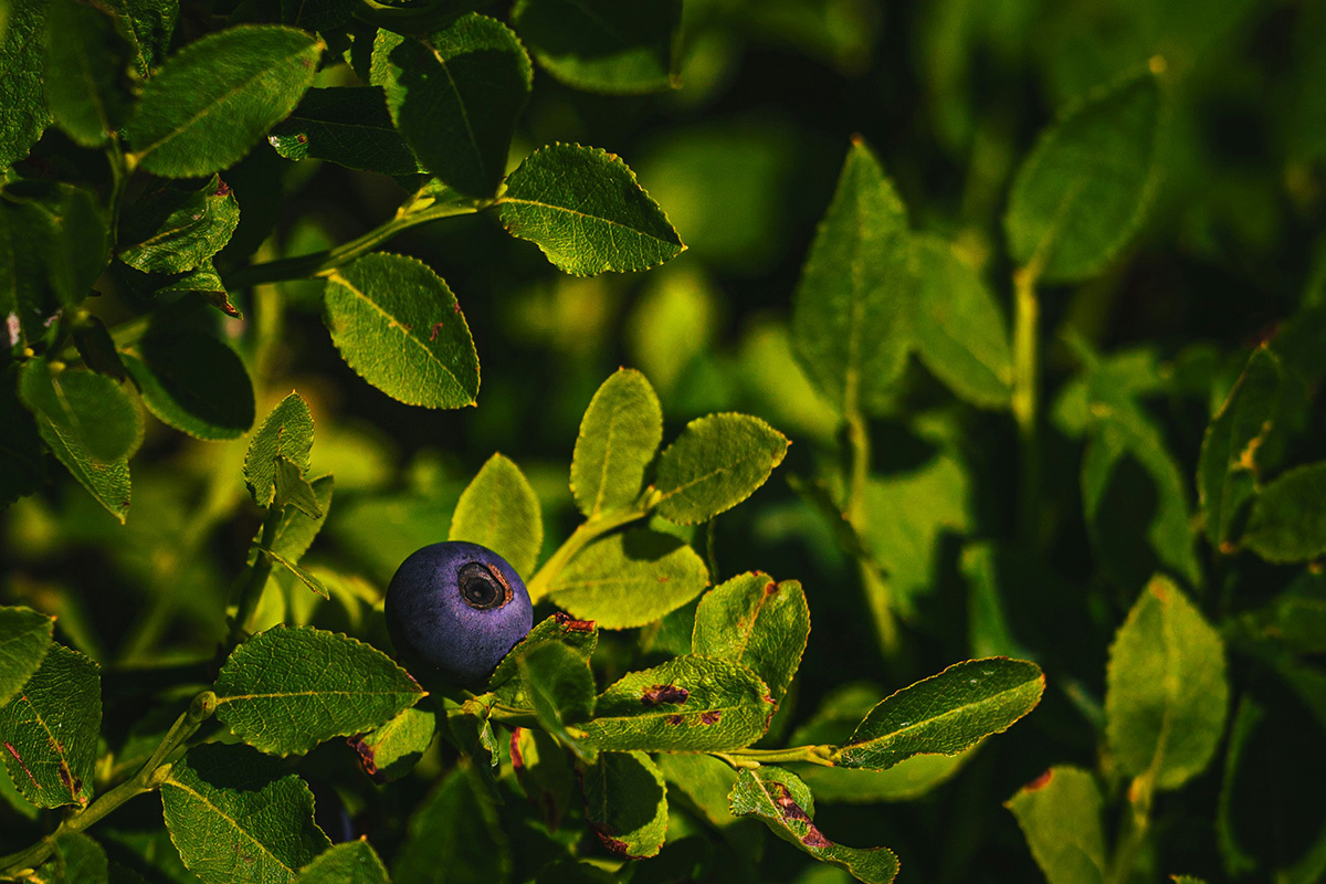    Фото: Katarzyna Zygnerska / Unsplash.com