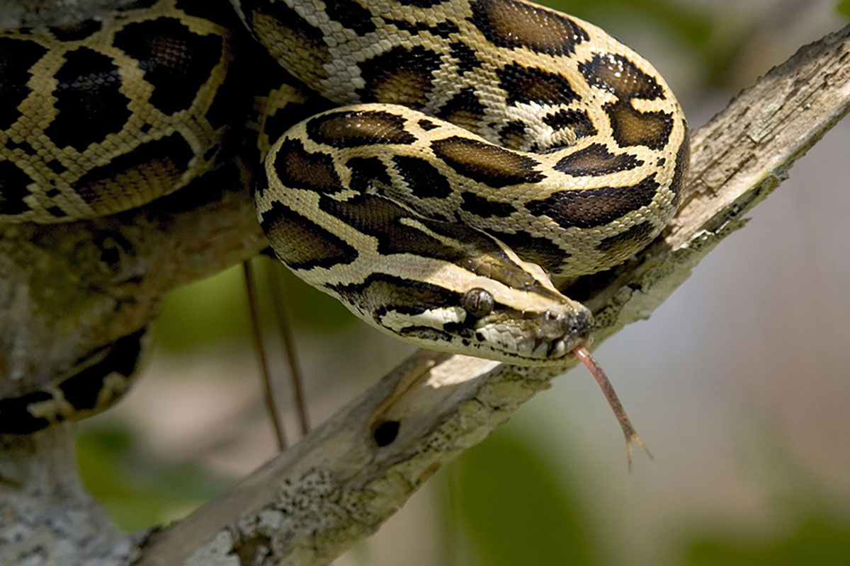    В Индонезии змея полностью проглотила женщину