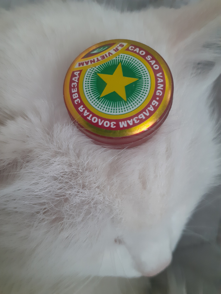 Котик тоже помогал