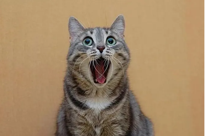 35 интересных фактов про кошек