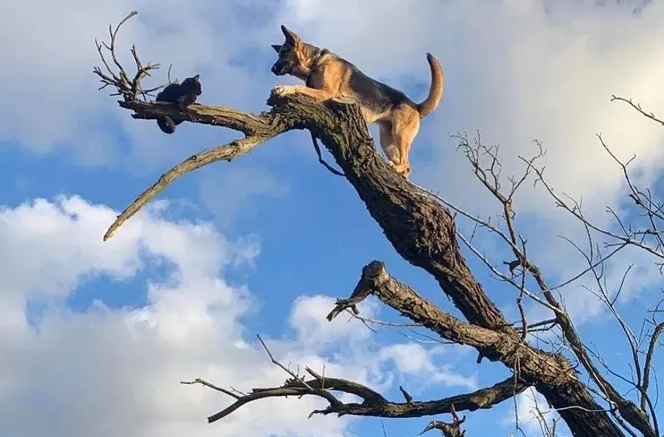 35 интересных фактов про кошек