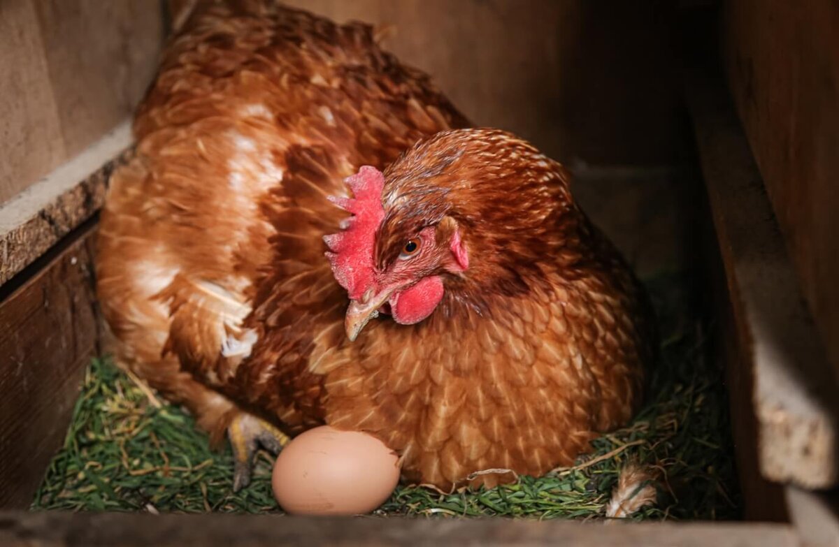    Цвет куриного яйца зависит от оперения курицы. Источник: freepik.com