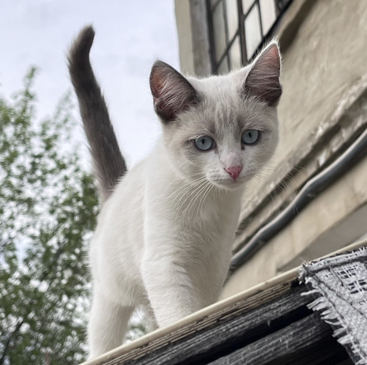 Голубоглазая красавица 